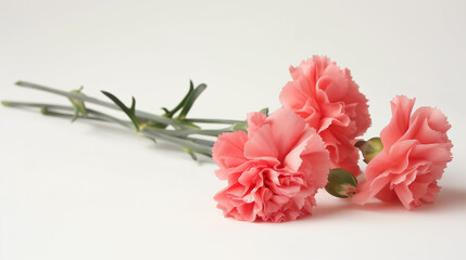 Fresh pink carnations with delicate petals and green stems, arranged neatly on a bright white background.