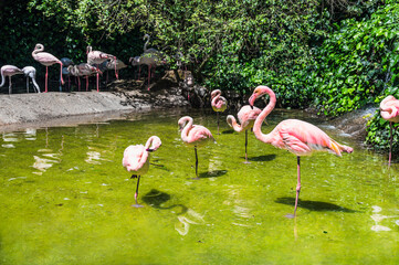 An adult pink flamingo bird stands in a pond among a flock. Focus on this bird. Macro