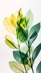 Layered X-Ray Macro Photograph of a ZZ Plant in Vibrant Yellow and Green Tones