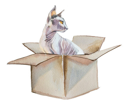 Watercolor fluffy cat in a box artwork isolated on white. Cat nutrition and healthcare concept.
