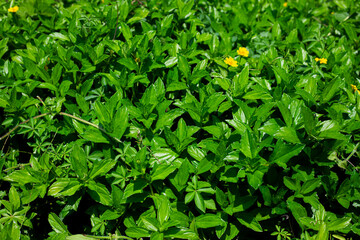 The lush green grass swayed gently in the breeze, painting a verdant canvas across the landscape.