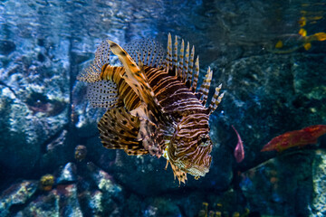 lionfish, animal, oceanic, fish, saltwater, floating, water, pla