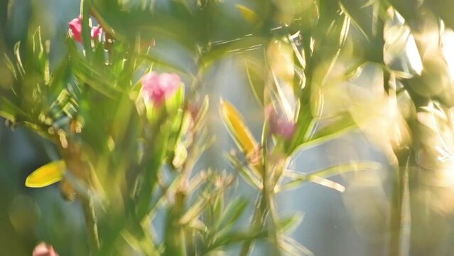 Slow motion footage of Oleander garden in bloom in summer
