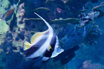 angelfish, Pterophyllum scalare, fish, saltwater, floating, wate