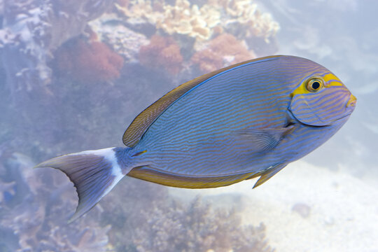 YELLOWLIP SURGEONFISH, Acanthurus mata, fish, saltwater, Indones