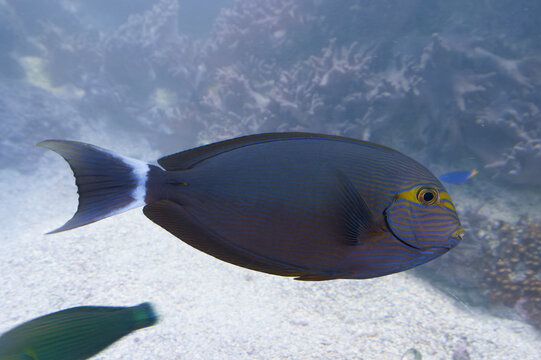 YELLOWLIP SURGEONFISH, Acanthurus mata, fish, saltwater, Indones