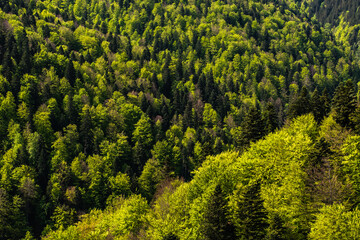 Vivid green forest background. Aerial landscape photo with an infinite forest during early spring. Shades of green.