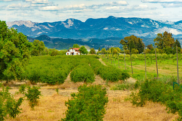 Idyllic Rural Landscape with Distant Mountains. Lush green fields and scattered trees with a small house against a backdrop of distant mountains under a blue sky.