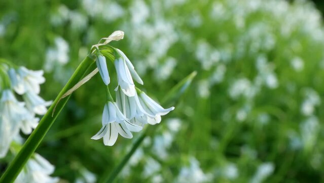 Close up of field of white bluebells on British woodland