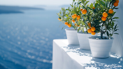 Tangerine kumquat tree in a ceramic pot on a white terrace with sea view