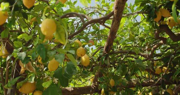 Lush lemon trees laden with fruit in the vibrant sunlight in Italian orchard on summer sunny day. Verdant foliage surrounds numerous yellow citrus fruits.