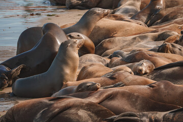 A Group of California Sea Lions at Monterey Bay, California. Zalophus californianus, hauled out in...