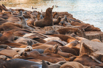 A Group of California Sea Lions at Monterey Bay, California. Zalophus californianus, hauled out in monterey bay national marine sanctuary in the USA.