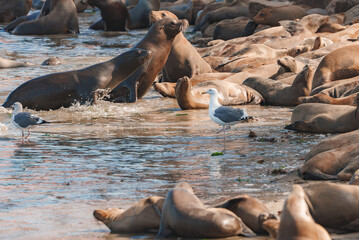 A Group of California Sea Lions at Monterey Bay, California. Zalophus californianus, hauled out in monterey bay national marine sanctuary in the USA.