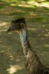 ostrich in the zoo