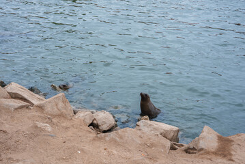 Tranquil coastal scene featuring calm water, rocky shoreline, seal peeking out, and cloudy sky. Serene wildlife moment captured in natural environment.