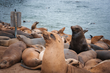 Fototapeta premium Sea lions gathered on rocky shoreline, resting and swimming. Overcast sky, coastal scene. Location unknown. Ideal for nature, wildlife, animal themes.