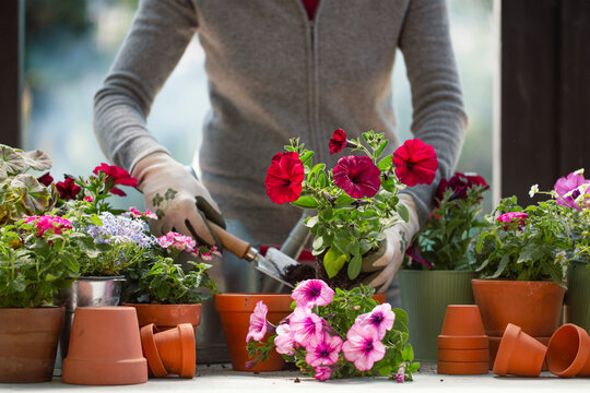 Woman planting flowers into pots