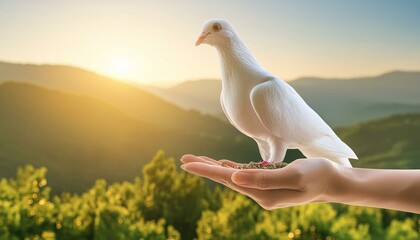 person holding a bird in the field, International Day of Peace or World Peace Day Concept white pigeon and hand in nature background.