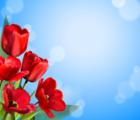 Red tulips on blue background