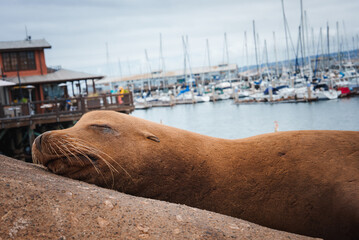 Tranquil sea lion peacefully rests on concrete ledge by bustling marina with sailboats docked in...