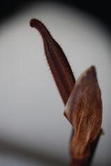 Pafiopedilum sabotek Paphiopedilum © Perovskia