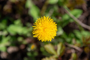 Close-up of blooming yellow flower of dandelion Taraxacum officinale on the background of blurred...