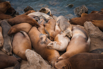 A cozy group of sea lions rests on a rocky shoreline. Their shiny, brown bodies create a tranquil scene by the calm ocean. peaceful coexistence in a natural environment.