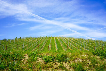 A beautiful scene of vineyard on sunny day in Slovenia. 