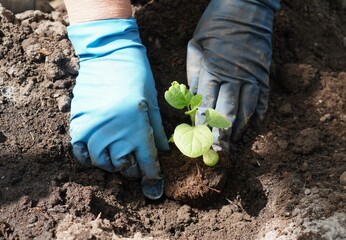 a close-up of the hands of a farmer's woman in blue rubber gloves planting green eggplant seedlings...