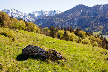 green meadow with mountain peaks in the distance. spring mountain landscape. alps in bavaria