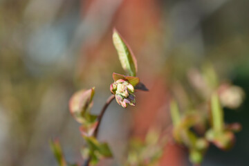 Blueberry Brigitta Blue branchnwithnflower buds