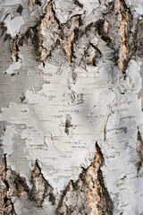 Common birch bark detail