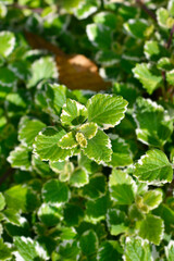 Swedish ivy Marginatus leaves