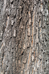 Norway maple bark detail
