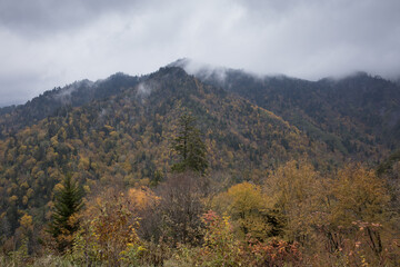 Autumn woods in the mountains