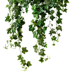 Jungle vine and hanging ivy plant bush foliage clip art