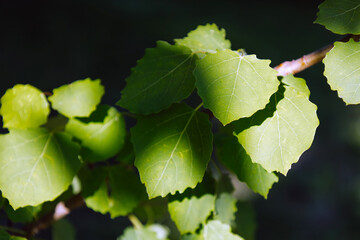 Spring and new life concept. Branch with young leaves of Populus tremula. Bright green juvenile and...