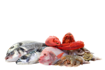Fresh seafood isolated