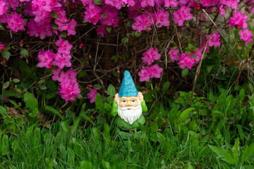 Cute tiny garden gnome standing at the foot of a pretty deep pink rhododendron in bloom during a sunny spring morning, Quebec City, Quebec, Canada