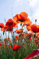 Summertime, poppies close-up against the sky, the bright sun illuminates a meadow with poppies