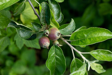 Green apples growing on a branch. . Fruit Picking season. White Winter Calville apple cultivar...