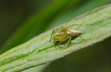 葉の上に雌のササグモ（自然光＋ストロボ、マクロ接写撮影）