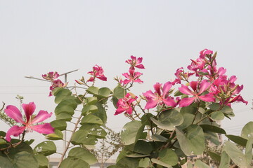 Bauhinia flower plant on farm