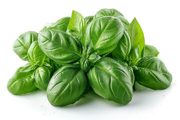 Fototapeta premium Sweet Basil on white background
