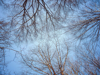 trees in the sky