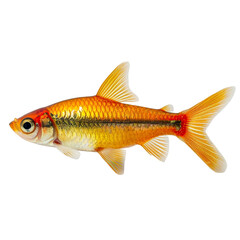 Side view of a cherry barb swimming isolated on a white background