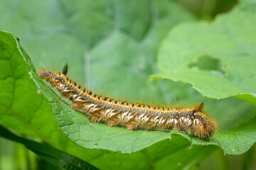 The caterpillar of a drinking moth on a leaf
