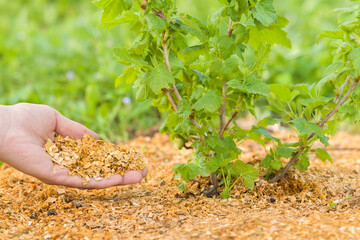 Young adult woman palm holding and putting fresh sawdust mulch for green black currant bush on...