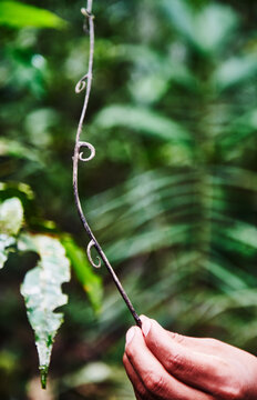 Close up of a hand holding an exotic branch, Cuyabeno wildlife reserve, Amazon rainforest, Ecuador, South America